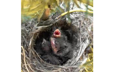 De nouveaux Archers au Club !!!!